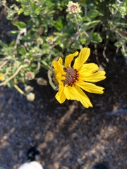 Helianthus californicus