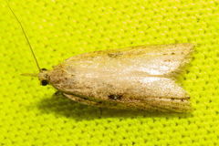 Apoctena persecta