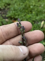 Lactuca graminifolia