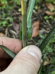 Lactuca graminifolia