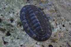 Chiton tuberculatus