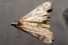 Scoparia panopla