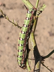 Hyles euphorbiarum