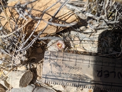Mammillaria lasiacantha