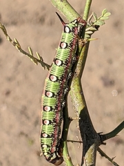 Hyles euphorbiarum