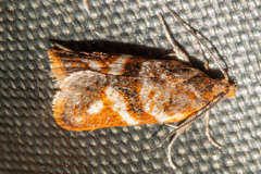 Harmologa sanguinea