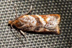 Harmologa sanguinea