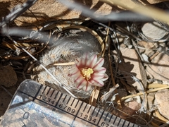 Mammillaria lasiacantha