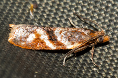 Harmologa sanguinea