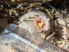 Mammillaria lasiacantha