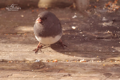 Junco