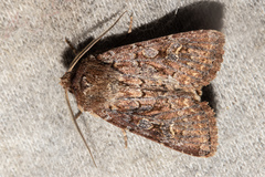 Ichneutica agorastis