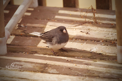 Junco