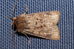 Ichneutica agorastis