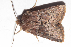 Ichneutica agorastis