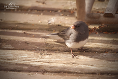 Junco
