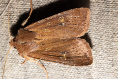 Ichneutica alopa