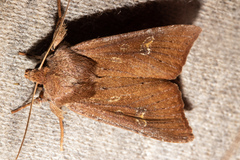 Ichneutica alopa