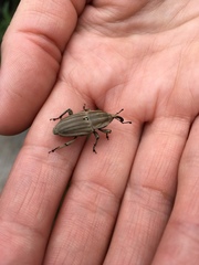 Sphenophorus aequalis
