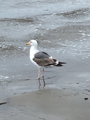 Larus occidentalis