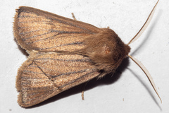 Ichneutica lissoxyla