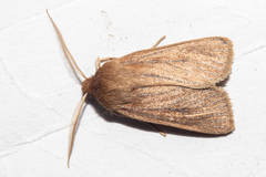 Ichneutica lissoxyla