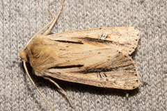 Ichneutica propria