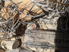 Mammillaria lasiacantha