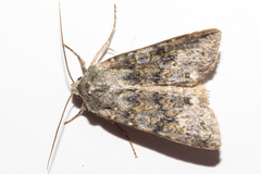 Ichneutica virescens