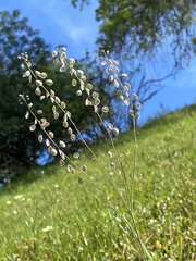 Thysanocarpus radians
