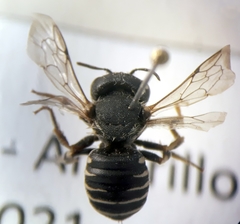 Afranthidium schulthessii