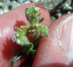Cryptantha maritima pilosa