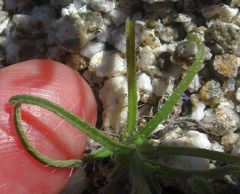 Cryptantha maritima pilosa