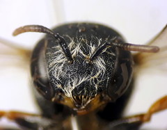Afranthidium schulthessii