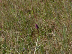 Schinia pulchripennis