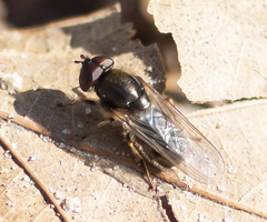 Cheilosia prima