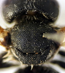 Afranthidium schulthessii