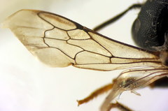 Afranthidium schulthessii