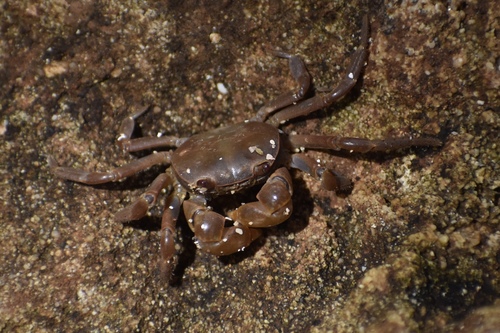 Cyclograpsus integer in life