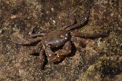 Cyclograpsus integer