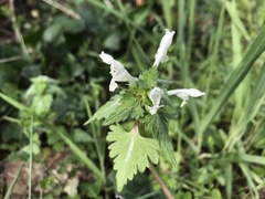Lamium bifidum