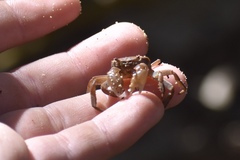 Cyclograpsus integer