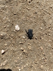 Cremastocheilus angularis