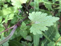 Lamium bifidum