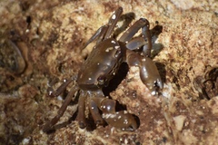 Cyclograpsus integer