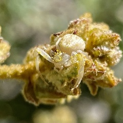 Mecaphesa californica