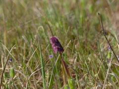 Schinia pulchripennis