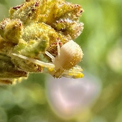 Mecaphesa californica