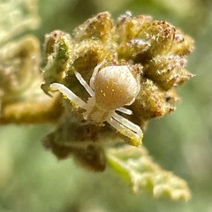 Mecaphesa californica