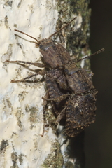 Syrphetodes marginatus